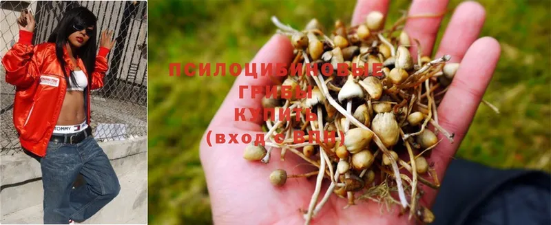 Псилоцибиновые грибы Psilocybine cubensis  Багратионовск 